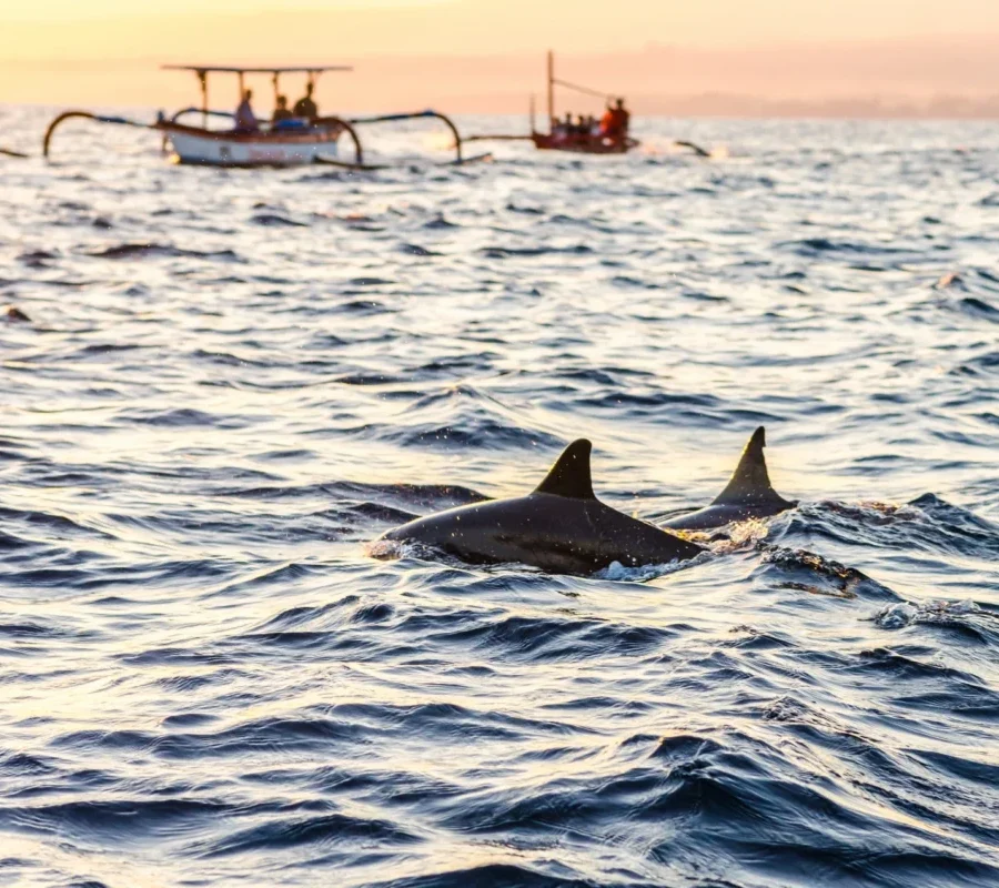 bali lovina dolphin watching e1748004297856